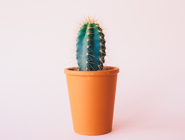 photo-1459411552884-841db9b3cc2a